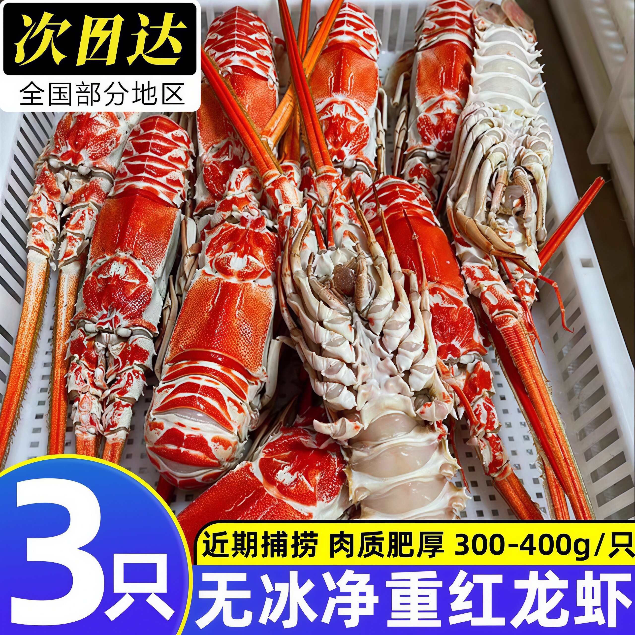 鲜活超大波斯顿角脊龙虾