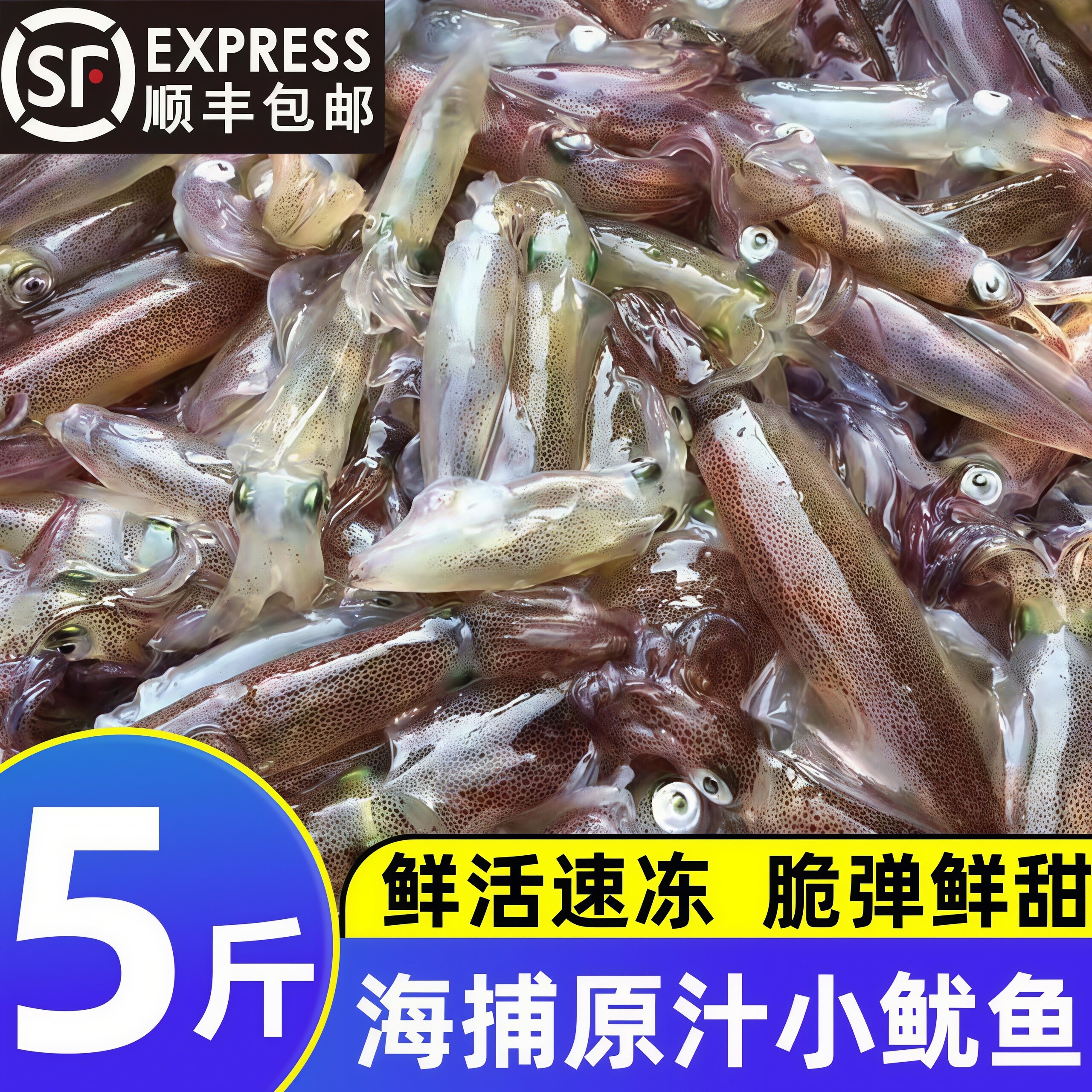 新鲜小管鱿鱼白灼鱿鱼冷冻商用