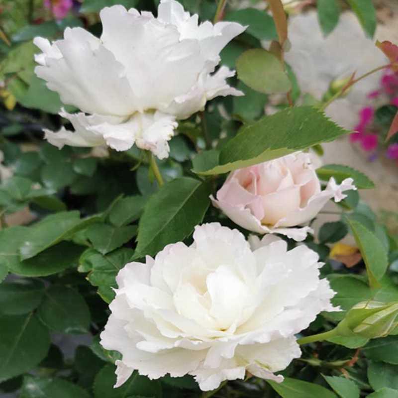 乐柏河本丰花月季花苗强香玫瑰大花盆栽庭院地栽绿植勤花多季开花