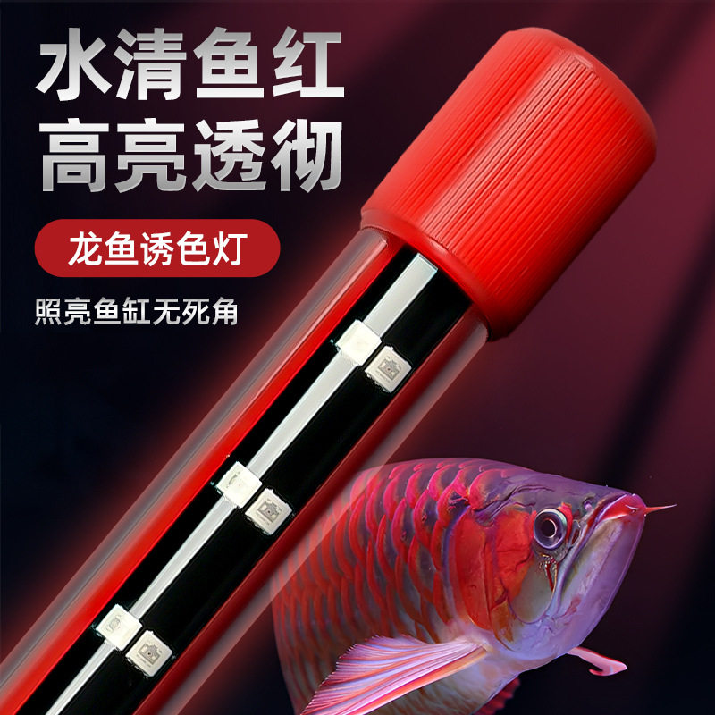水清鱼红高亮鱼龙灯水族