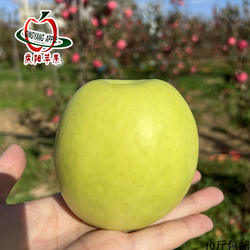正宗甘肃庆阳苹果2025年瑞雪小果基地直发青苹果纯甜无酸汁多脆爽