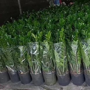 金钱树大盆栽高大植物室内花卉客厅大绿植钱串子招财四季常青包邮