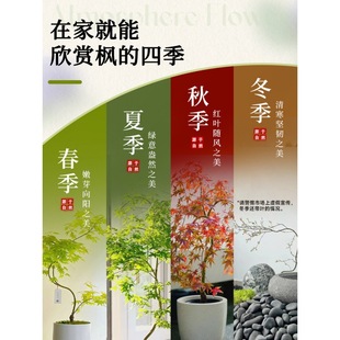 黄金流泉枫盆栽绿植室内大型自然美家居造型枫树禄植客厅植物盆栽