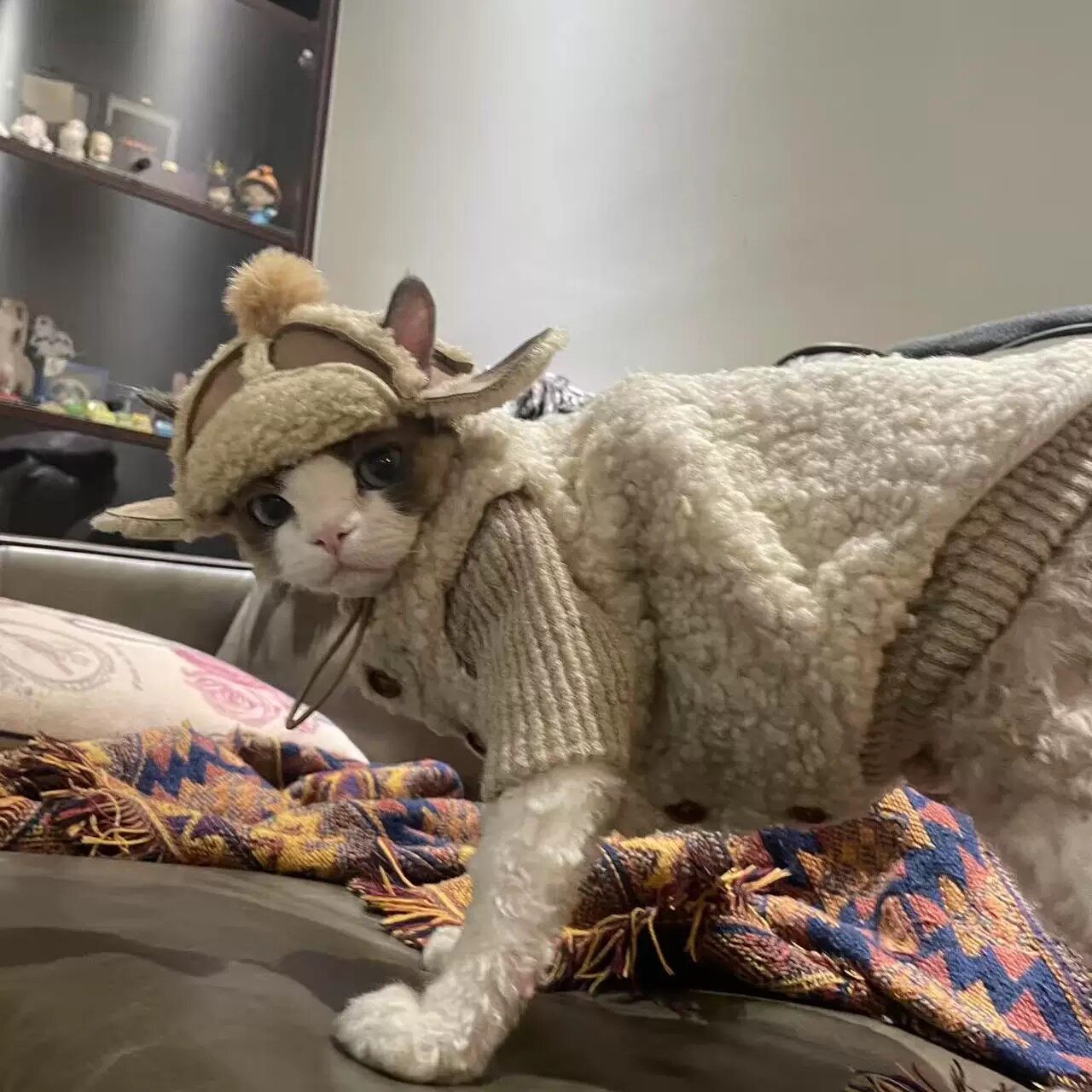 羊羔毛德文猫带帽衣服复古毛绒马甲无毛猫保暖防出油猫咪衣服冬装,宠物/宠物食品及用品,猫宠物服装/雨衣（新）,淘宝优惠券,粉丝福利购,淘宝优惠卷