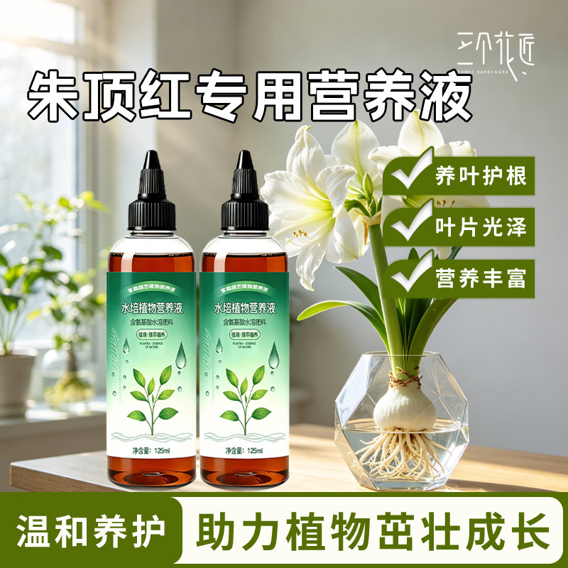 朱顶红水培营养液朱顶红专用肥种图片