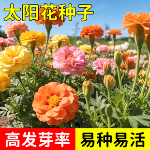 重瓣太阳花种孑籽子混色四季播种开花花卉易活阳台室内盆栽苗庭院