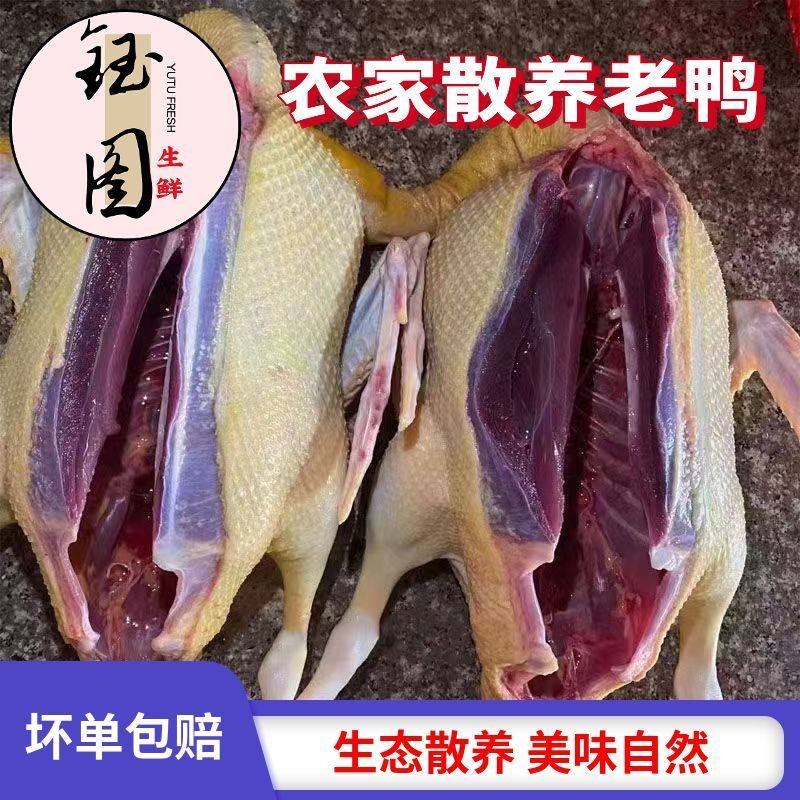 散养老鸭子土鸭农家水养老鸭鸭肉整只土鸭新鲜现杀鸭肉批发,水产肉类/新鲜蔬果/熟食,鸭肉/鸭肉制品,淘宝优惠券,粉丝福利购,淘宝优惠卷