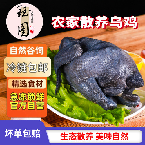散养白凤乌鸡新鲜鸡肉活鸡
