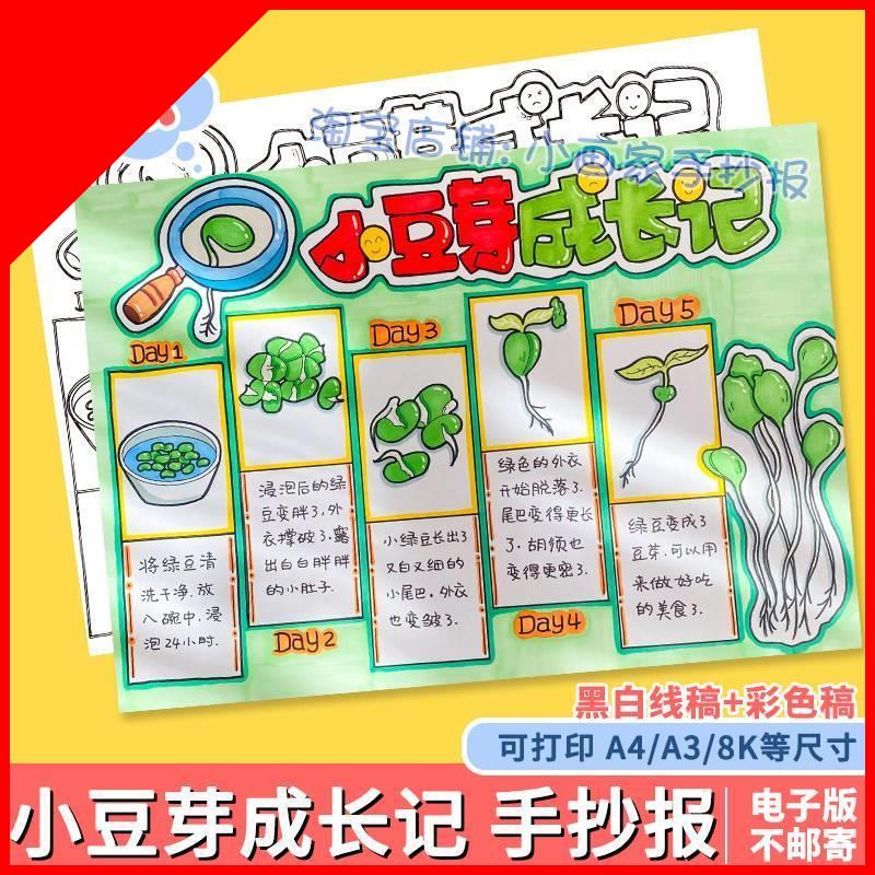 绿豆芽生长记手抄报小学生绿豆芽观察日记成长记录自然笔记线稿a4