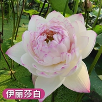 Выбранные саженцы лотоса [Элизабет] 4 растения/заказы, чтобы получить воду -таковые удобрения