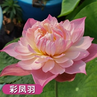 Выбранные саженцы лотоса [caifeng yu] 4 растения/заказ на отправку растворенных удобрений в воде