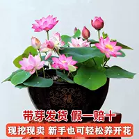 Выбранные саженцы лотоса [смешивание и смешивание слепых коробок]