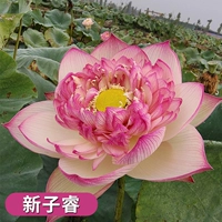 Выбранные саженцы лотоса [xinzi rui] 4 растения/заказы для растворения воды, растворяющих удобрения