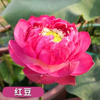 Выбранные саженцы лотоса [красная фасоль] 4 растения/заказ, чтобы получить воду -тарелю