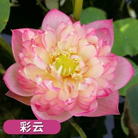 Выбранные саженцы лотоса [Caiyun] Четыре растения/порядок, чтобы получить растворенное удобрение вода