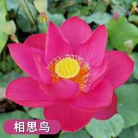 Выбранные саженцы лотоса [Acacia Birds] 4 растения/заказ для отправки растворенных удобрений в воде