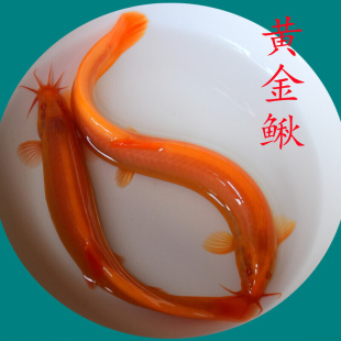 观赏鱼宠物鱼活物黄金泥鳅鱼缸冷水鱼好养耐活养不死清道夫鱼包邮