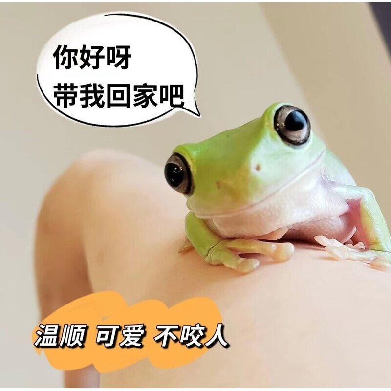 蓝姥爷树蛙活体爬宠旅行青蛙蝌蚪绿姥爷树蛙牛奶蛙爬虫两栖宠物蛙