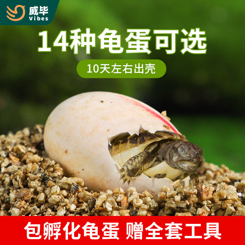 可孵化乌龟蛋套装中华草龟花龟巴西龟鳄龟活体受精蛋宠物招财龟图片