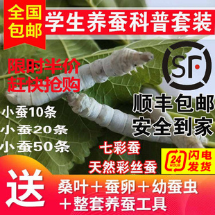 学生养蚕科普套装蚕宝宝1234龄活体金丝蚕卵籽七彩蚕幼虫新鲜桑叶