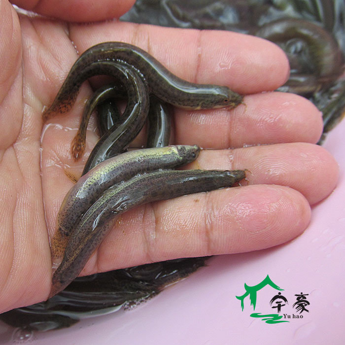 本地小泥鳅苗台湾泥鳅鲜活 圆鳅青鳅筏钓诱饵 鳅鱼苗养殖鱼苗幼苗图片