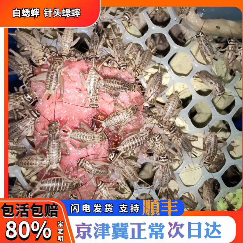 北京顺丰针头白蟋蟀蛐蛐活体饲料活物蜥蜴守宫角蛙树蛙龙鱼油葫芦