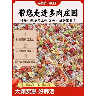 多肉植物室内小盆栽组合套餐大颗实惠肉肉精品玉露好养活花卉绿植