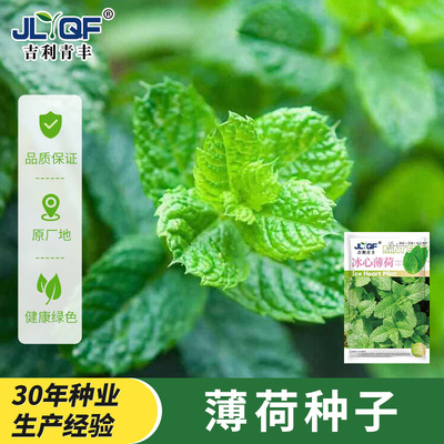 可食用薄荷种籽子留兰香柠檬苗