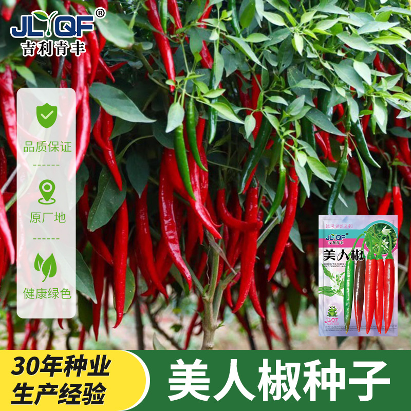 美人椒种子特香辣四季盆栽菜种籽