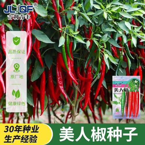 美人椒种子特香辣四季盆栽菜种籽