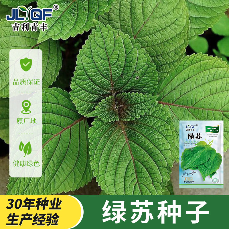 大叶绿苏子叶种籽白苏日本食用紫苏种子四季阳台盆栽蔬菜种孑大全