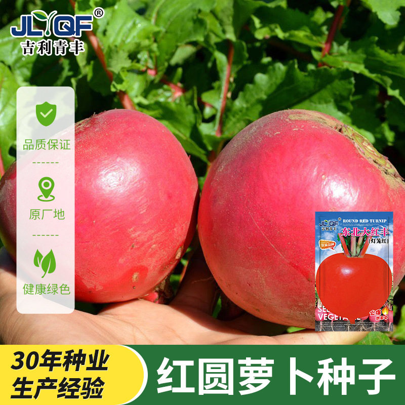 大红萝卜种籽东北大红圆萝卜种子春夏秋季红皮水萝卜阳台蔬菜种孑