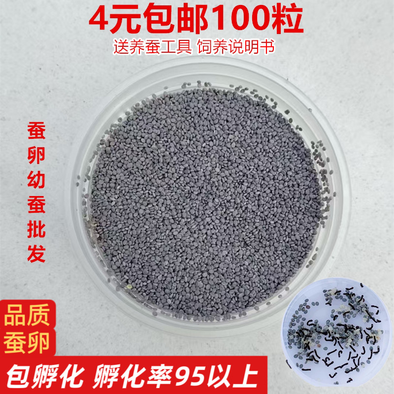 蚕宝宝蚕卵蚕籽学生养蚕套装活体蚕种春蚕送孵化盒鹅毛桑叶包孵化 - 实物图