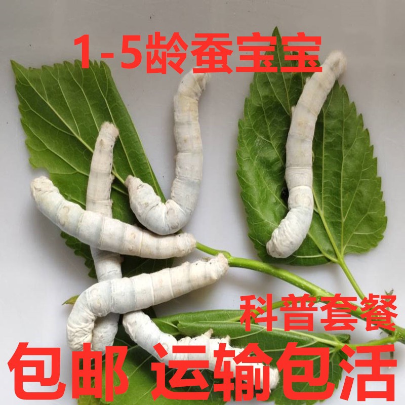 蚕宝宝活体春蚕幼虫蚕卵儿童学生养蚕套装小蚕1龄2345龄新鲜桑叶
