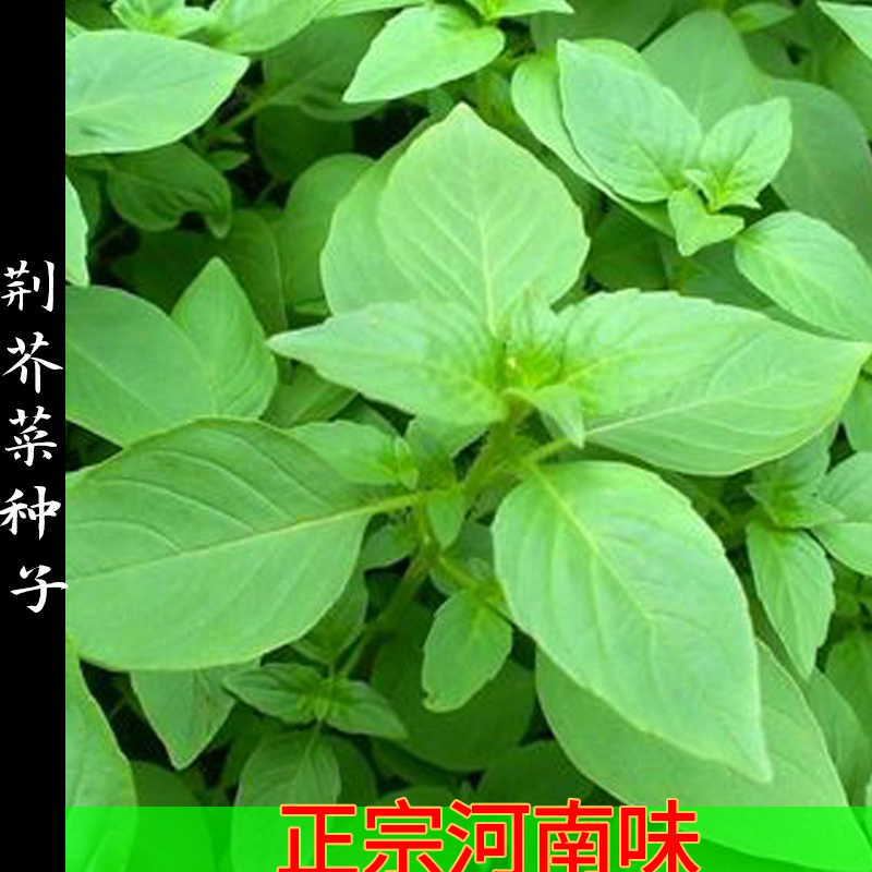 大叶荆芥菜种籽河南荆芥种子四季野菜荆棘种孑茎芥菜籽大全猫薄荷