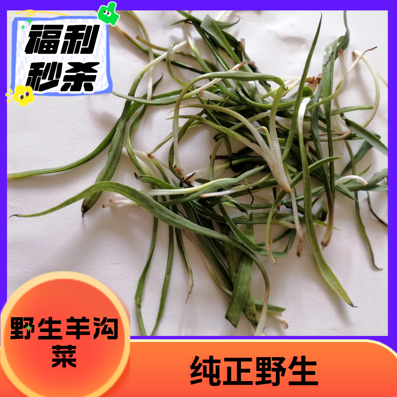 阳沟菜河北沧州黄骅特产沾酱菜野生的羊狗菜羊沟菜