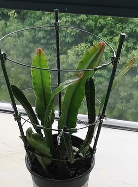 昙花专用支架多层k可伸缩爬藤架子花月季花架室内花卉绿萝铁线莲