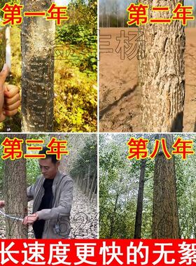 3804无絮e杨树苗大叶新品种青皮吉德杨白杨树苗341207速生杨树苗