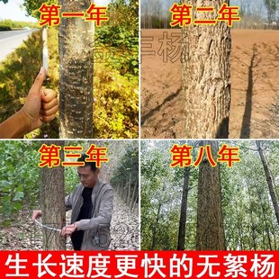 3804无絮e杨树苗大叶新品种青皮吉德杨白杨树苗341207速生杨树苗