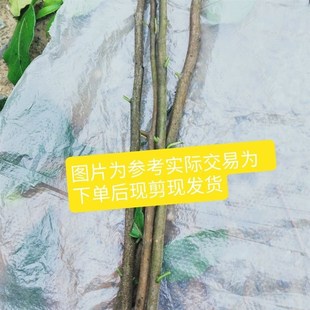 金弹子嫁接枝条盆栽母苗四川中国红观果盆景树苗可挂Y果血钻葫芦