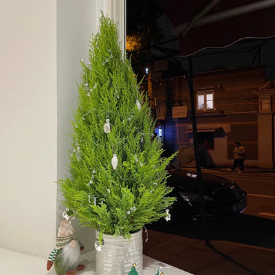 香松树盆栽圣诞树真绿植室内客厅香冠G柏庭院阳台造景节日氛围植