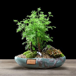 水杉微型c盆景室内外绿植物落羽杉盆栽客厅桌面庭院清雅造型老桩