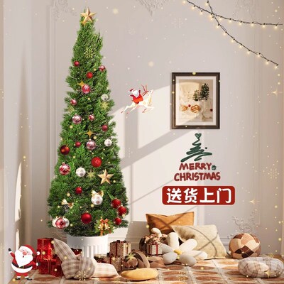 圣诞树真树龙柏树苗盆栽松柏云杉室内G客厅大型绿植物户外庭院好