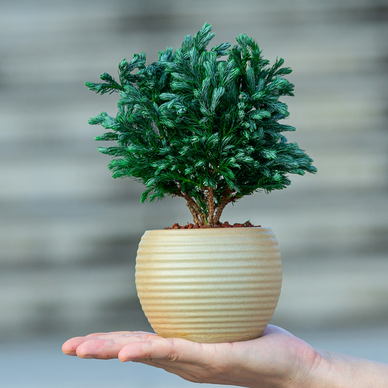 桌面盆景植物摆件净化空气绿植