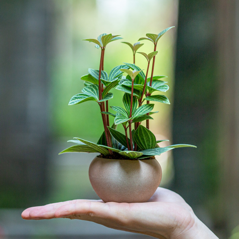 轮叶豆瓣绿盆栽室内净化空气好养植物客厅办公茶几桌面小盆景绿植