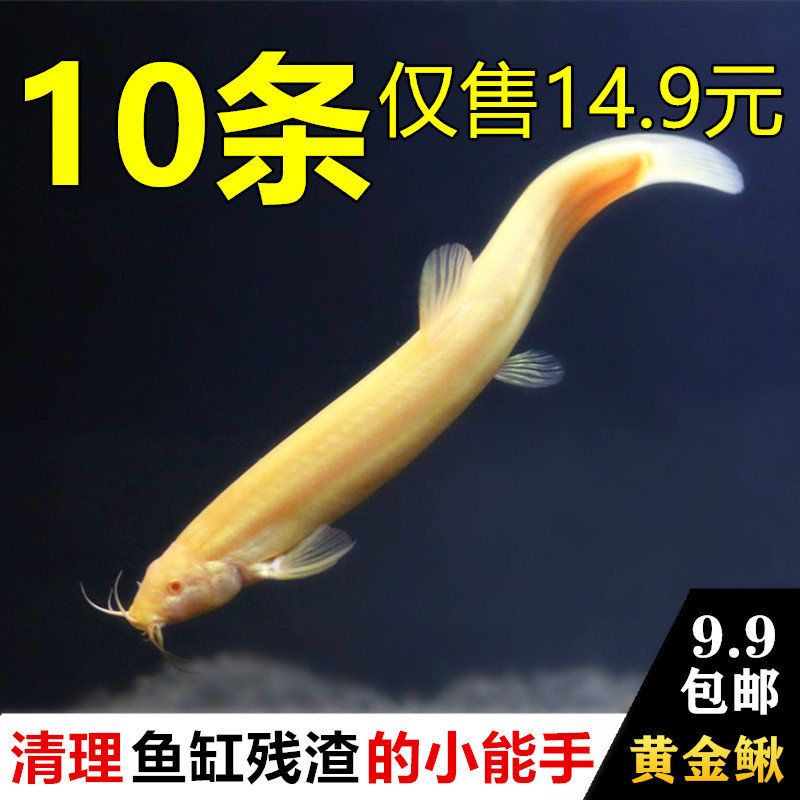 黄金鳅小金龙鱼活体金泥鳅红泥鳅垃圾鱼工具鱼清洁鱼冷水清道夫鱼