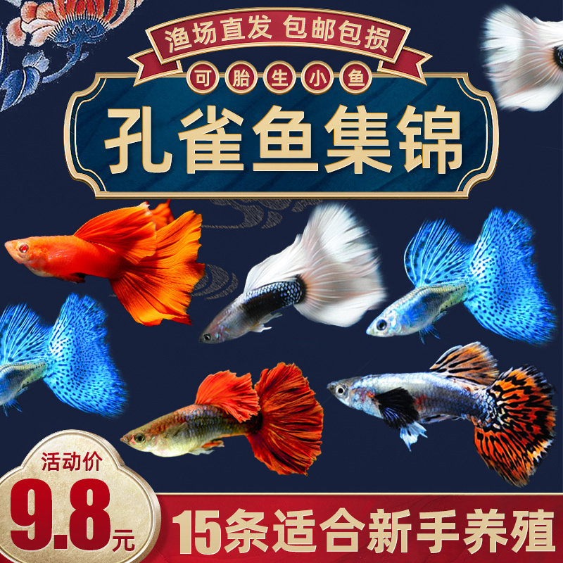 孔雀鱼精品热带鱼苗观赏鱼小型耐活淡水凤尾鱼红绿灯胎生小鱼活鱼