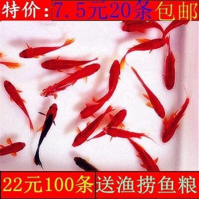 草金鱼活体金鱼活鱼龟龙鱼饲料鱼花鲫冷水观鱼锦鲤金鱼鱼包邮