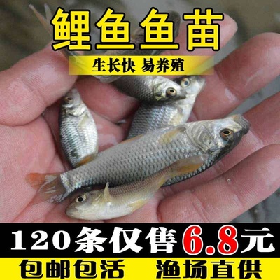 鲤鱼苗活体淡水养殖稻田鱼贵州荷花鱼红尾观赏小鱼苗鲤鱼鱼苗