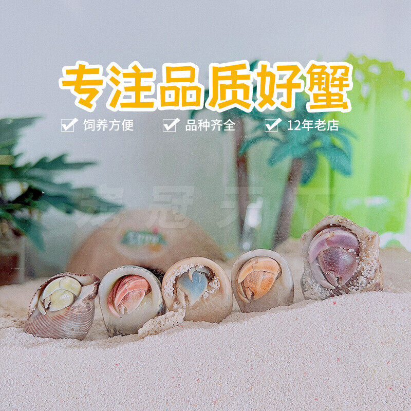 陆生超大草莓短腕寄居蟹活体淡水螃蟹活物宠物小型观赏蟹包邮包活